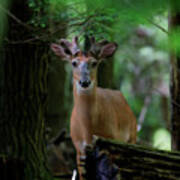 Whitetail Deer With Velvet Antlers In Woods Art Print