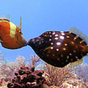 Whtespotted Filefish Art Print