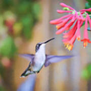 Wild Birds - Hummingbird Art Art Print