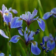 Wild Blue Iris Art Print