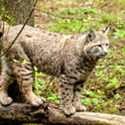 Wild Bobcat Art Print