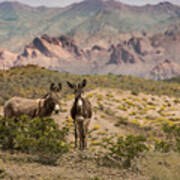 Wild Burros At Lake Mead Art Print