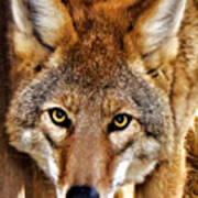 Wild Coyote Art Print