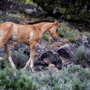 Wild Foal Art Print