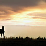 Wild Horse Sunset Art Print