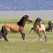 Wild Horses In The Eastern Sierra Art Print