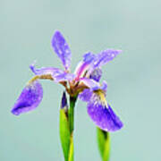 Wild Purple Iris Print Art Print