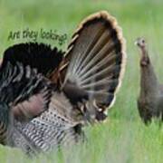 Wild Turkey Said Are They Looking Art Print