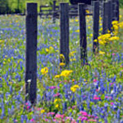 Wildflower Fenceline Art Print