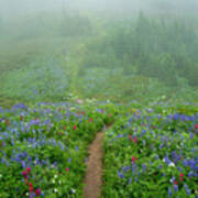 Wildflower Meadow Trail Art Print