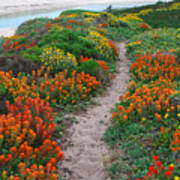 Wildflower Path At Ribera Beach Art Print