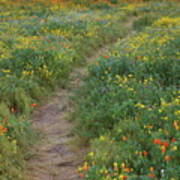 Wildflower Trail At Diamond Lake In California Art Print