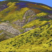 Wildflowers Galore At Carrizo Plain National Monument In California Art Print