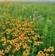 Wildflowers Of West Glacial Park At Sunrise Art Print