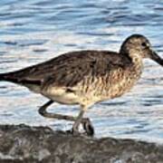 Willet Art Print