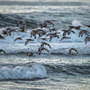 Willets On The Wing Art Print