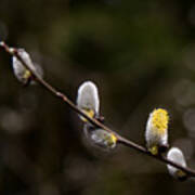 Willow Catkin Art Print