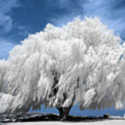 Willow Tree In Infrared Art Print