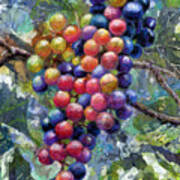 Wine Grapes Art Print