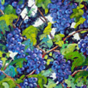 Wine On The Vine Art Print