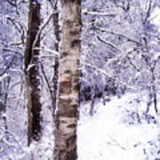 Winter Birch Tree Art Print