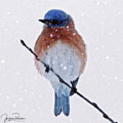 Winter Bluebird Art Print