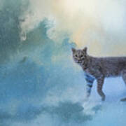 Winter Bobcat Art Print