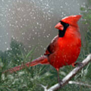 Winter Cardinal Art Print