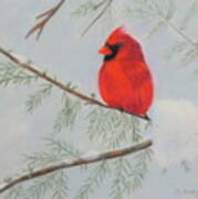 Winter Cardinal Art Print