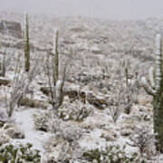 Winter In The Desert Art Print