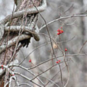 Winter Red Berries Art Print