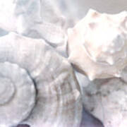 Winter Shells Art Print