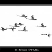 Winter Swans Art Print
