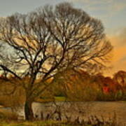 Winter Tree On The River Tweed Art Print