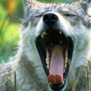 Wolf Yawn Art Print