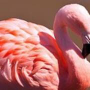 Wonderful Pink Flamingo Art Print
