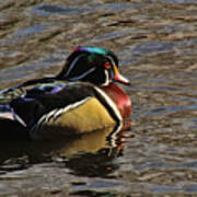 Wood Duck Beauty Art Print