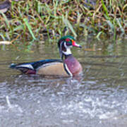 Wood Duck Art Print