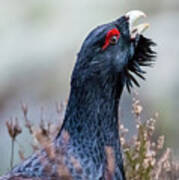 Wood Grouse Portrait Art Print