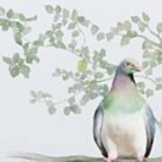 Wood Pigeon Art Print