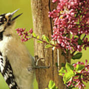Woodpecker Calling Among Flowers Art Print