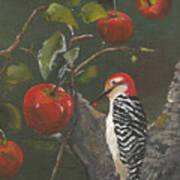 Woodpecker In Apple Tree Art Print