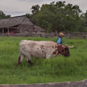 Working Farm Oxen Art Print