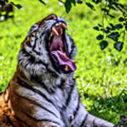 Yawning Tiger Art Print