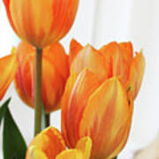 Yellow And Orange Striped Tulips Art Print