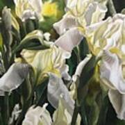 Yellow And White Irises Art Print