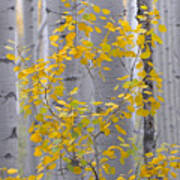 Yellow Aspen Tree Art Print