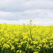 Yellow Canopies Art Print