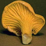 Yellow Chantrelle Mushroom Art Print