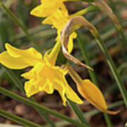 Yellow Daffodils In The Springtime Sunshine Art Print